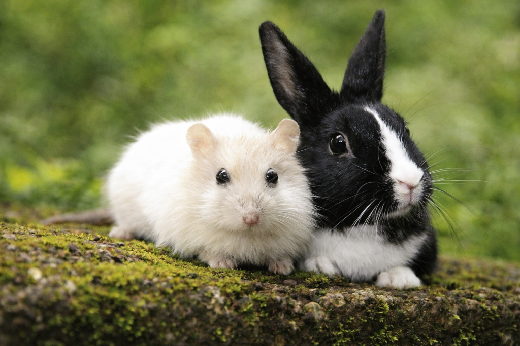 Afscheid van Pluisje